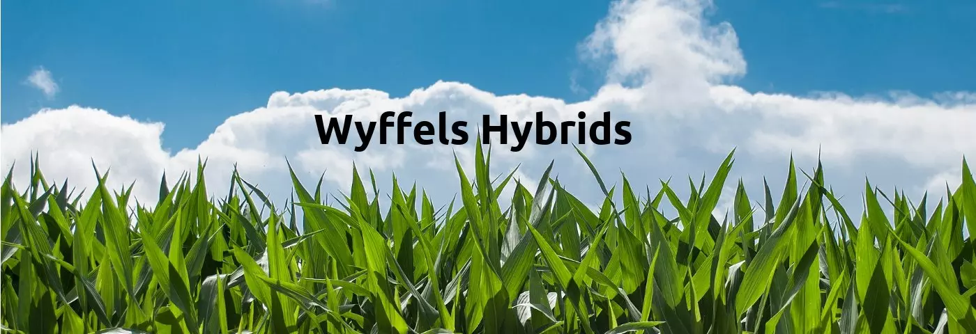 High Point Ag Inc Wyffels Hybrids